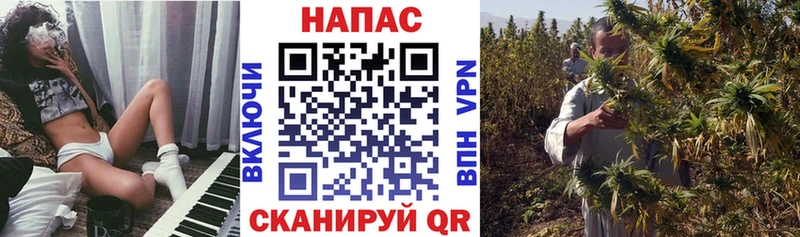 Конопля сатива  Лысьва 